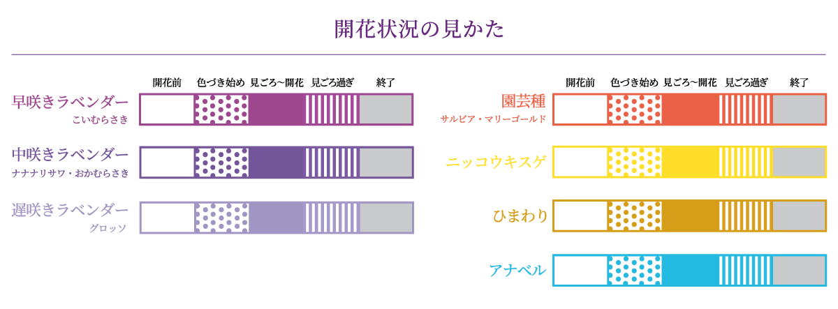 開花状況の見え方