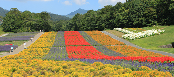 ラベンダー以外にもたくさんの花々が